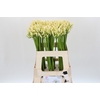 Agapanthus Gletsjer