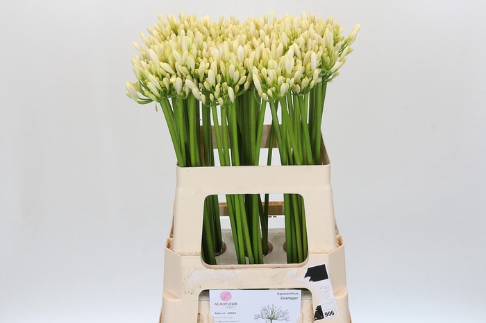 <h4>Agapanthus Gletsjer</h4>