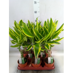Dracaena frag.   ...mix 3