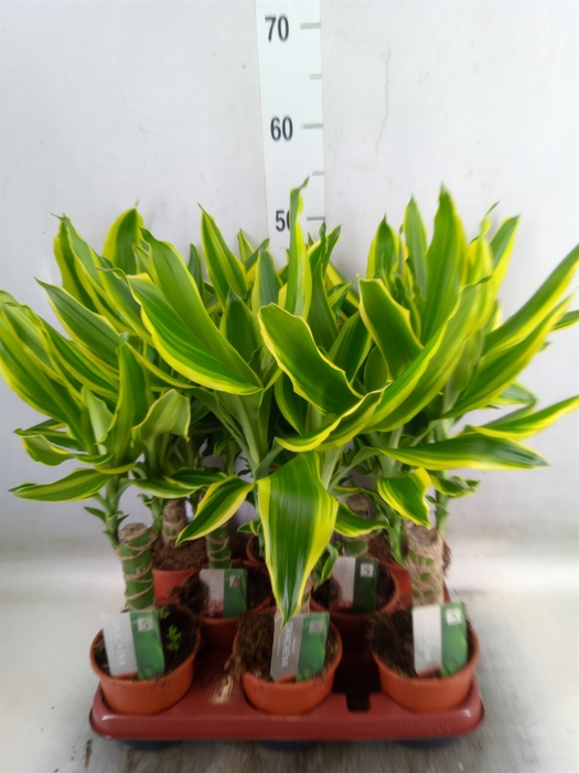 <h4>Dracaena frag.   ...mix 3</h4>
