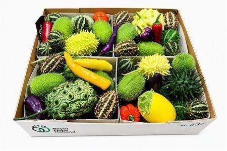 <h4>CUCUMIS HIRSUTUS</h4>