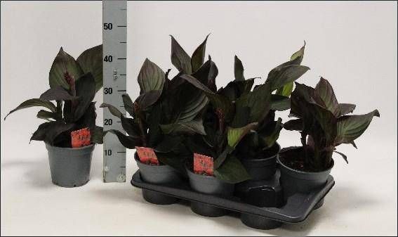 <h4>CANNA ISLAND S GEM</h4>