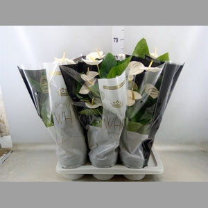 Anthurium andr. 'Alaska'
