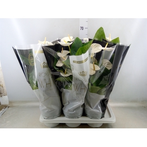 Anthurium andr. 'Alaska'