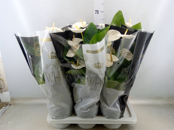 <h4>Anthurium andr. 'Alaska'</h4>
