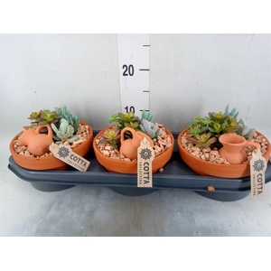 Arr.  Succulents L%