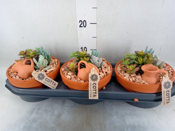 <h4>Arr.  Succulents L%</h4>