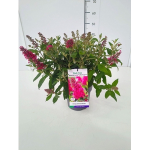 Buddleja Butterfly Candy Little Rub