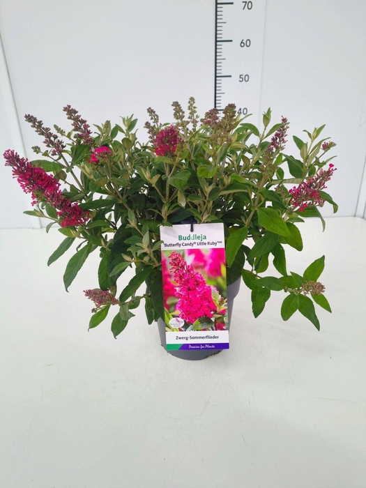 <h4>Buddleja Butterfly Candy Little Rub</h4>