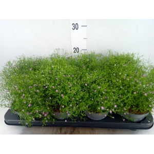 Gypsophila   ...