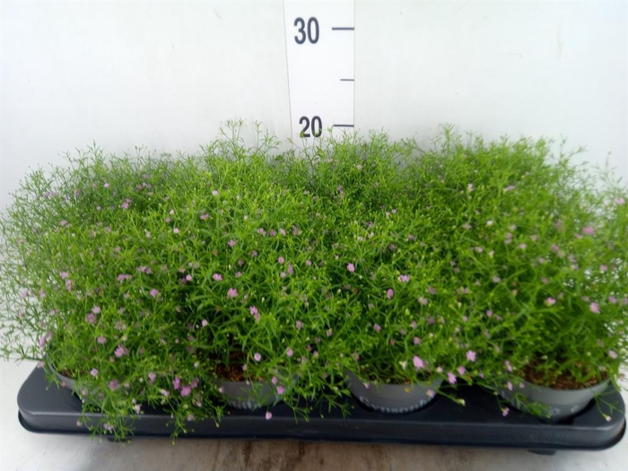 <h4>Gypsophila   ...</h4>
