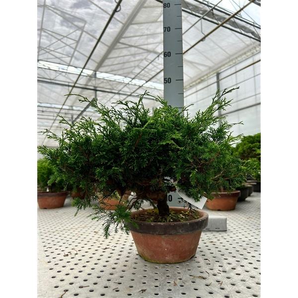 <h4>Juniperus chinensis, 19cm.</h4>