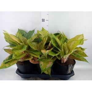 Aglaonema   ...