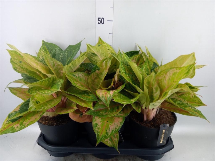 <h4>Aglaonema   ...</h4>