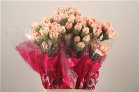 <h4>Di St Apple Tea</h4>