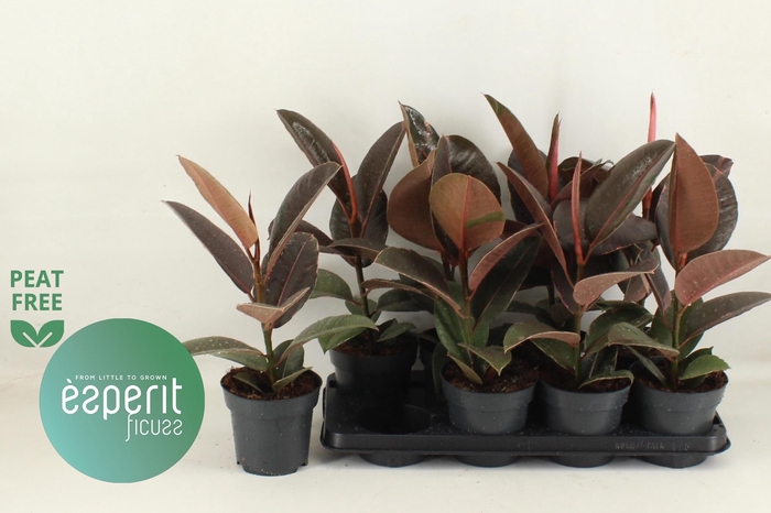 <h4>FIC EL PINK CAMOUFL</h4>