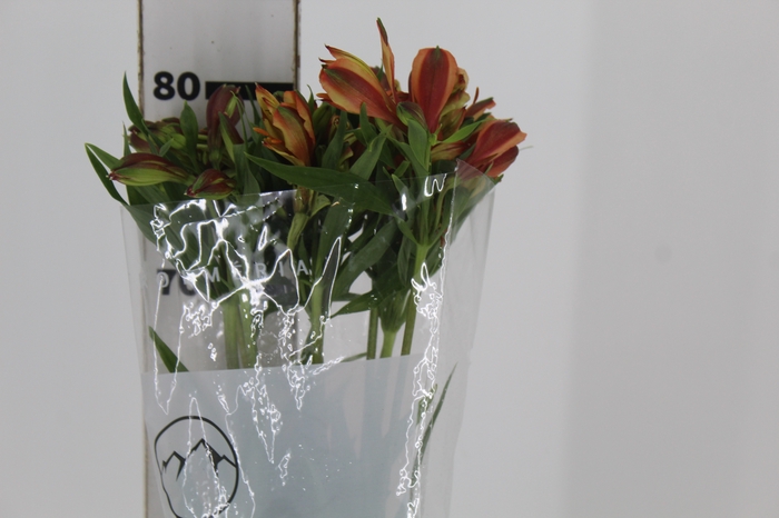 <h4>ALSTROEMERIA CHEERIO 080 CM</h4>