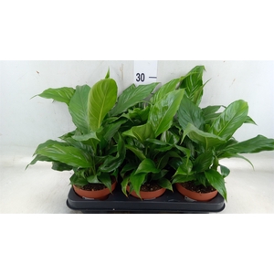 Spathiphyllum   ...