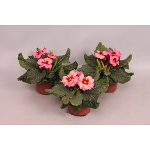 (X) Primula acaulis Abrikoos