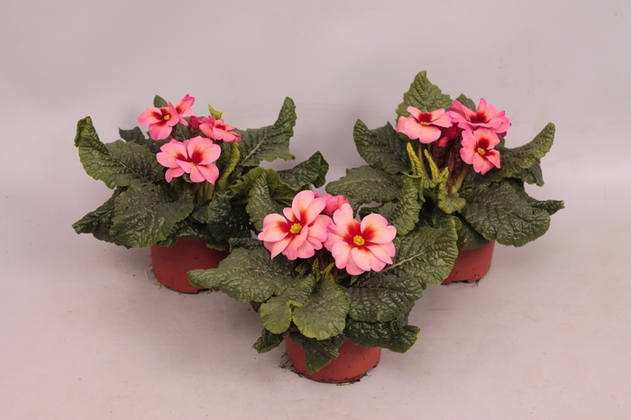 <h4>(X) Primula acaulis Abrikoos</h4>