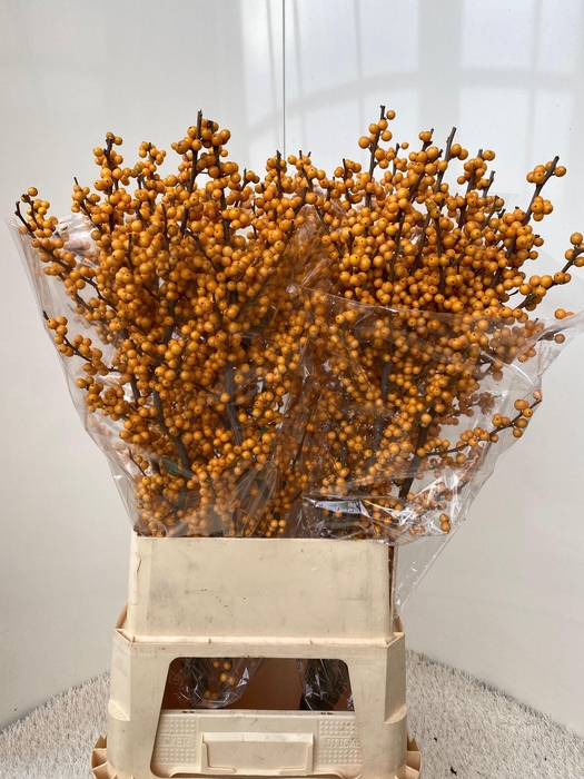 <h4>ILEX VE GOLD VERBOOM</h4>