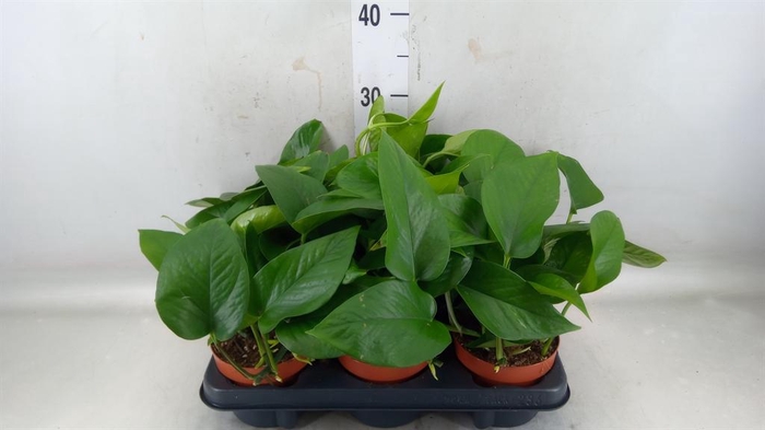 <h4>Epipremnum   ...</h4>