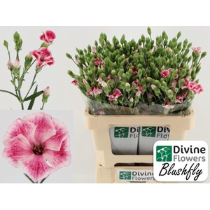 Dianthus TR 'Solandis Blushfly'