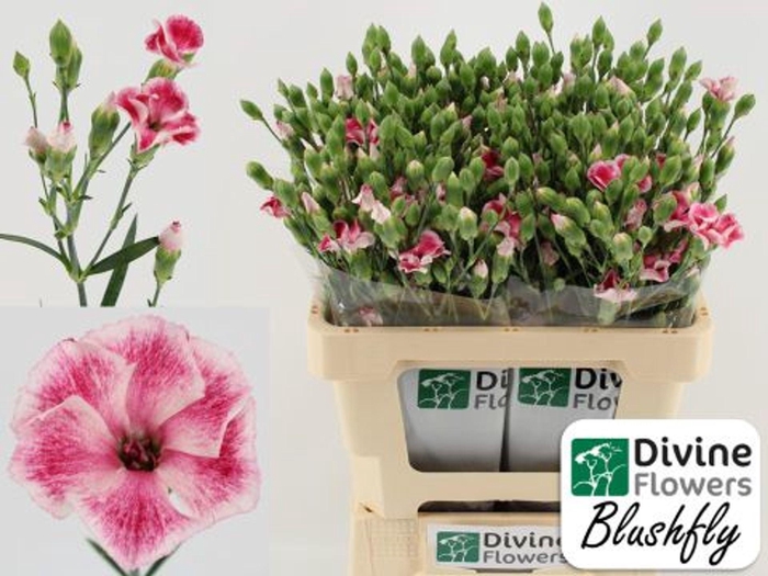<h4>Dianthus TR 'Solandis Blushfly'</h4>
