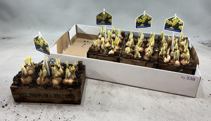 arr8 Arr N Tete A Tete In Houten Kistje