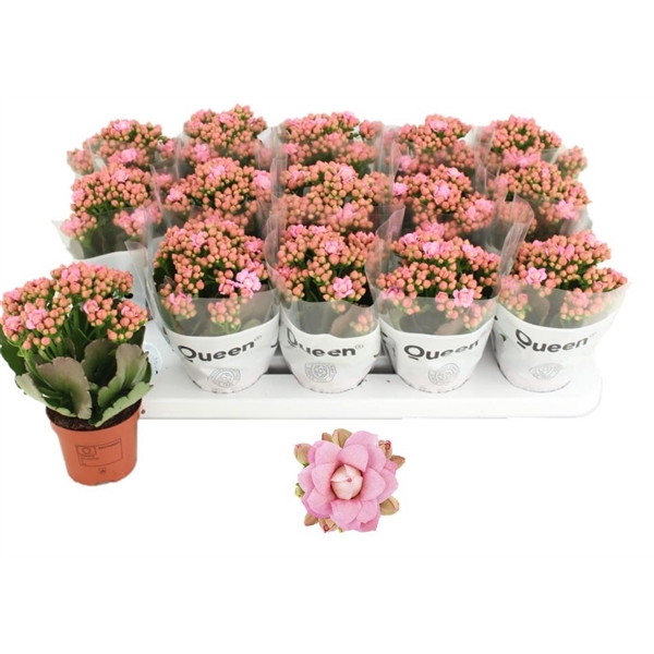 <h4>Kalanchoe Lillian</h4>