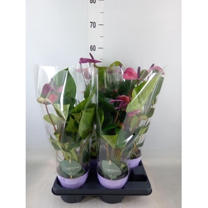 Anthurium andr. 'Cavalli'