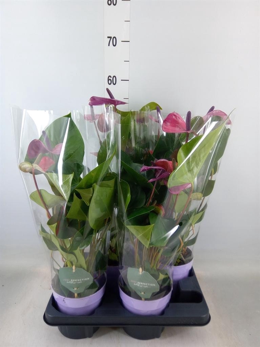 <h4>Anthurium andr. 'Cavalli'</h4>