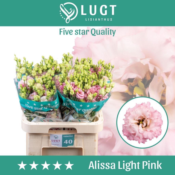 <h4>Lisianthus do alissa light pink</h4>