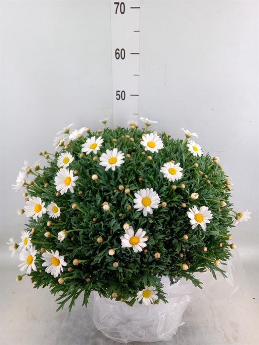 <h4>Argyranthemum   ...</h4>
