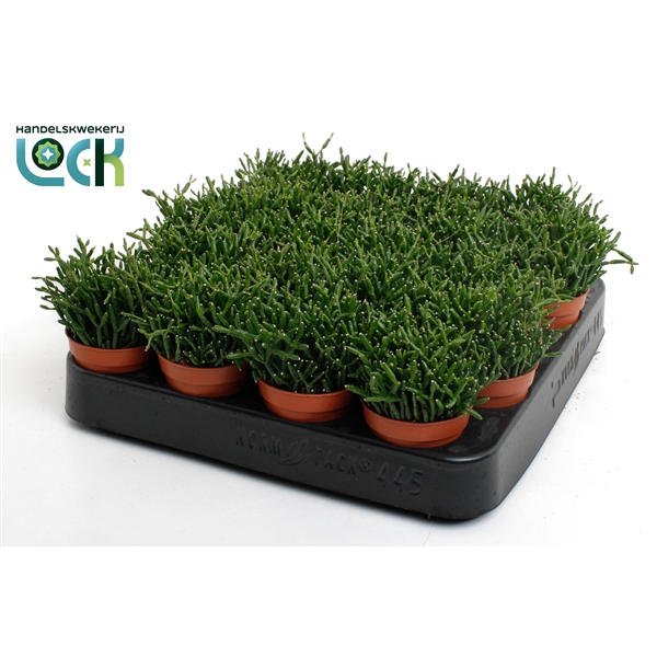 <h4>Rhipsalis Hatiora</h4>