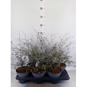 Corokia cotoneaster
