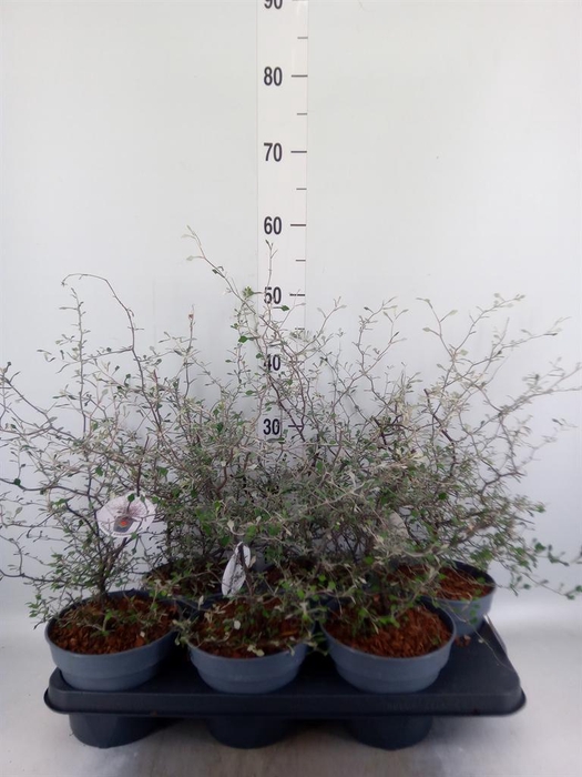 <h4>Corokia cotoneaster</h4>