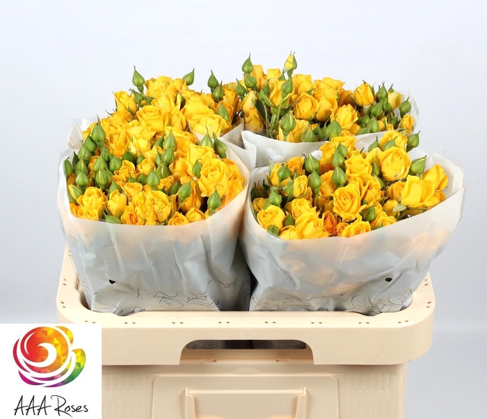 <h4>R TR MARISA</h4>