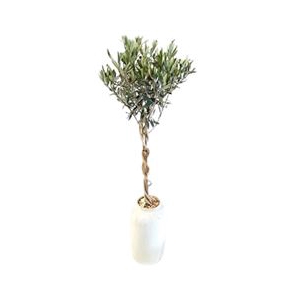 Arr.   Tuinplanten H%