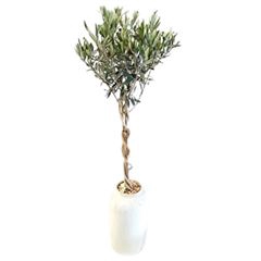 <h4>Arr.   Tuinplanten H%</h4>