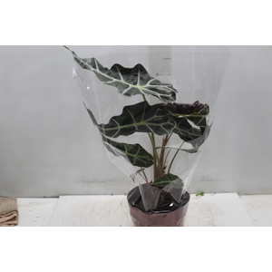 ALOCASIA POLLY P17