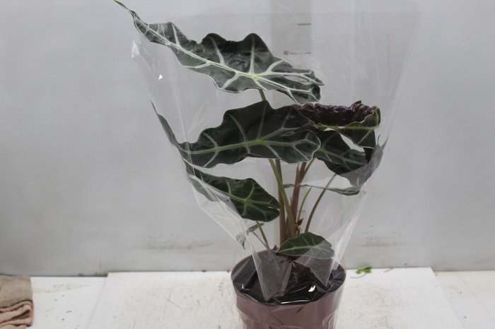 <h4>ALOCASIA POLLY P17</h4>