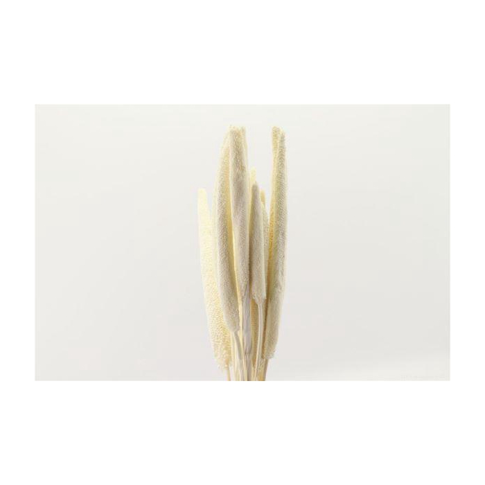 <h4>Bunch Babala 10 Pcs Slv L65</h4>