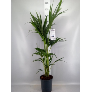 Howea forsteriana