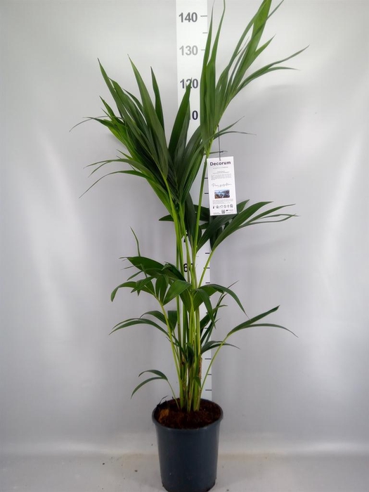 <h4>Howea forsteriana</h4>