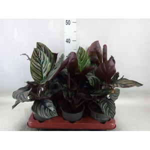 Calathea sanderiana