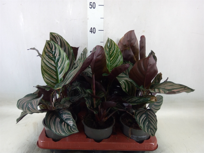 <h4>Calathea sanderiana</h4>