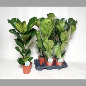 FICUS LYRATA