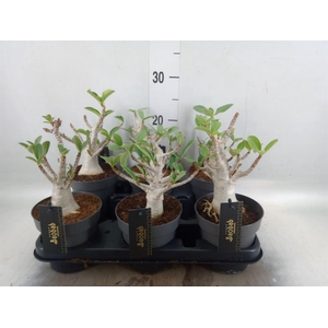 Adenium NB 'Ansu Baobab'