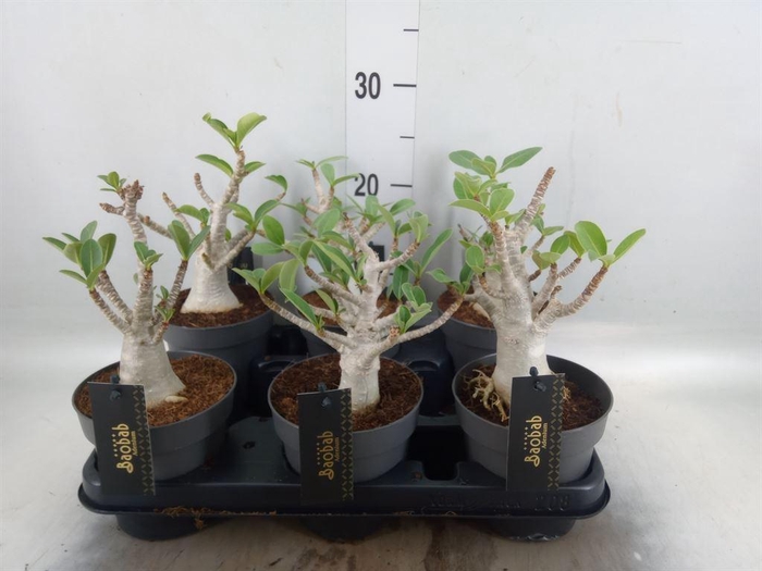 <h4>Adenium NB 'Ansu Baobab'</h4>